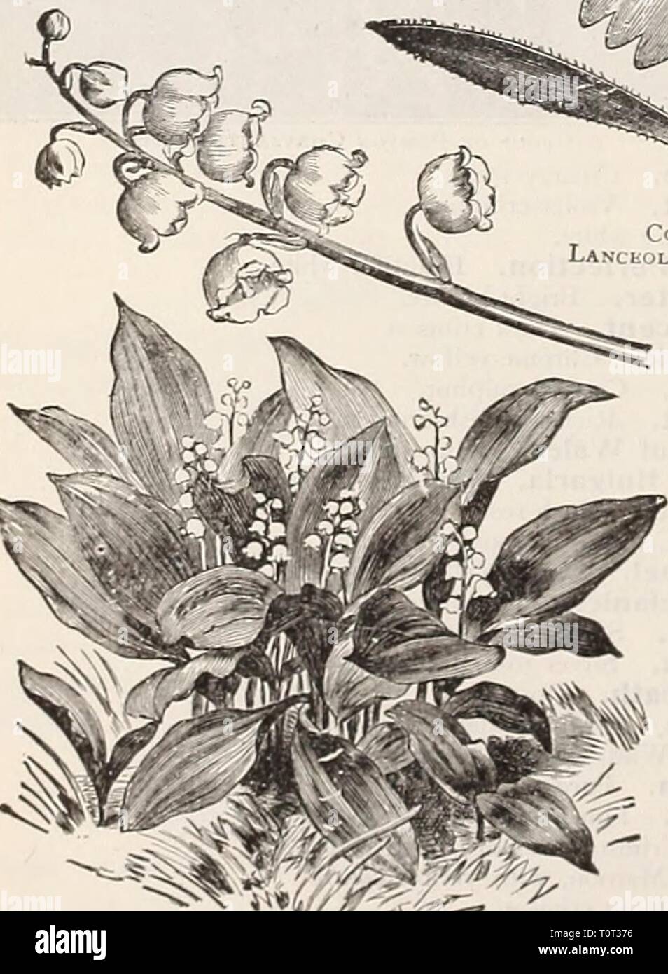 Dreer's garden prenota settanta-terza Dreer's garden prenota : settanta-Terza edizione annuale 1911 dreersgardenbook1911henr Anno: 1911 212 t HtmarADRBR ^Philadelphia 4*A W hardy perihhial plantj CHRYSOCOMA storia di Riccioli d'oro). Linosyris. Produce da luglio a settembre il giallo Daisy-come i fiori con strette filiformi petali; 2 piedi. 15 cts. Ogni; $1,50 per doz. CIMICIEEGA Snake Root. Simplex. La maggior parte dei preziosi in ragione della sua estrema tarda fioritura, inizio a settembre e di raggiungere la completa perfezione intorno alla metà di ottobre, un tempo quando i fiori sono scarse. La sua fioritura gli steli sono da 2 a 3 piedi alto, Foto Stock