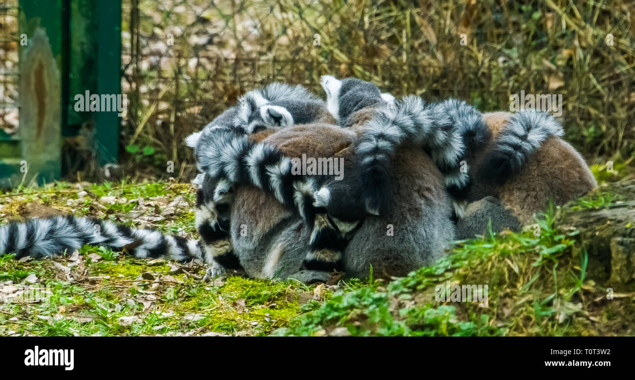 Famiglia adorabile dell'anello tailed lemuri dando a ogni altro gruppo un abbraccio, il comportamento degli animali e chiudere la famiglia Foto Stock