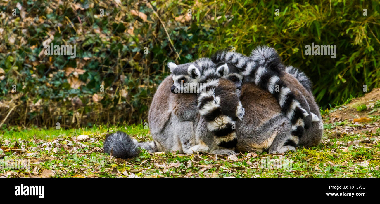 Chiudere il gruppo di anello lemure codato scimmie che abbraccia ogni altra, divertente e adorabile il comportamento di animali Foto Stock
