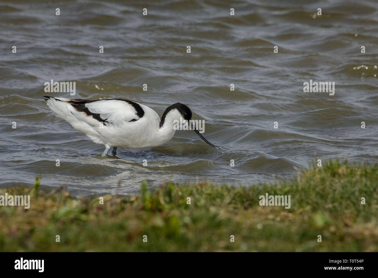 Avocet alimentare a Cley paludi, Norfolk Foto Stock