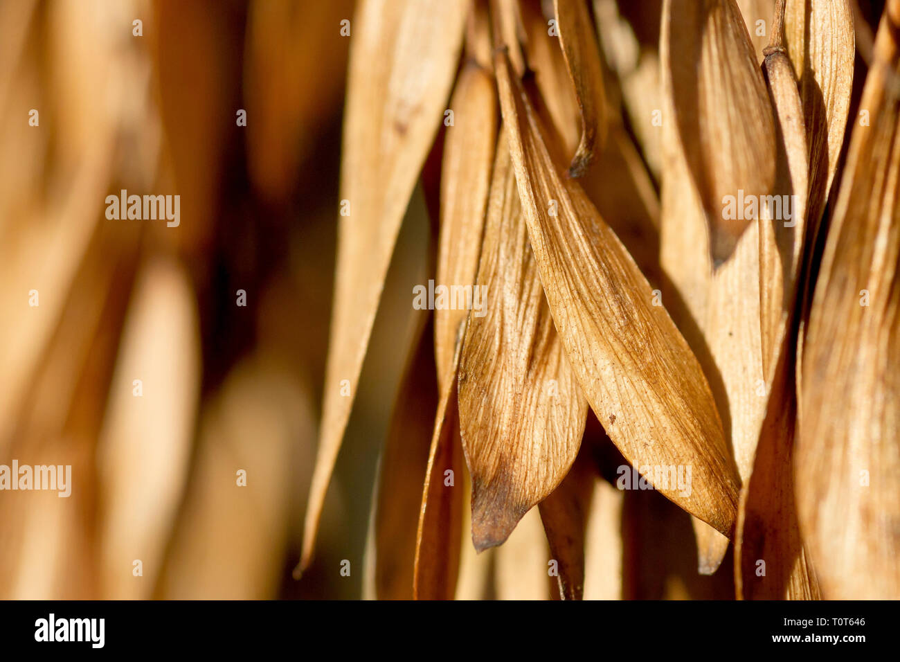 Frassino (fraxinus excelsior), primo piano di frutta matura o chiavi appese sull'albero in autunno. Foto Stock