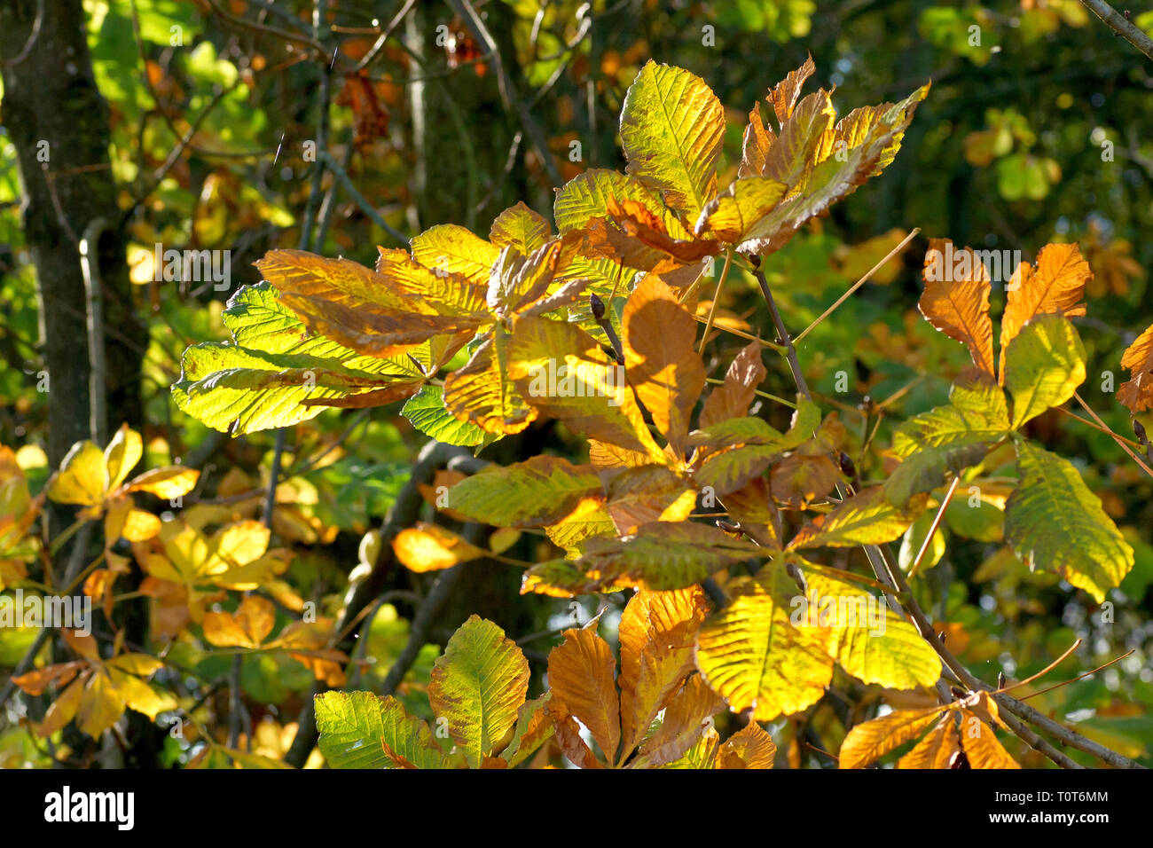 Ippocastano o Conker Tree (Aesculus hippocastaneum), una retro-illuminato colpo di foglie come cambiano colore in autunno. Foto Stock