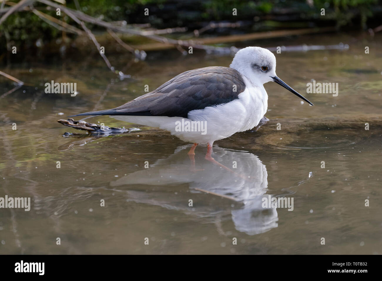 Black-winged Stilt - Himantopus himantopus Black & White Wader Bird Foto Stock
