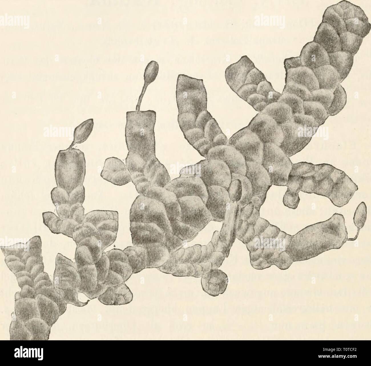 Dr L Rabenhorst's Kryptogamen-Flora von Dr. L. Rabenhorst's Kryptogamen-Flora von Deutschland, Oesterreich und der Schweiz drlrabenhorstskr0602rabe Anno: 1912 540 Uaduta. Fig. 157. B.idula complaiiata. Stück einer l'flaiize mit Sporogoiieii. Verg. '/I- (Originale von P. Janzen.) zweizellschichtig. Außenschicht großzellig mit Wandverdickungen. Innenschicht kleinzellig, gewöhnlich ohne Verdickungen. Sporen kugelig, ein- oder mehrzellig, gross, 25 - 40 fi diam., fein warzig, mit Oeltropfen im Innern. Elateren nur 8 fx breit, mit 2 -Steiliger guglia. cf Infloreszenz in kurzen oder langen, schmal Foto Stock