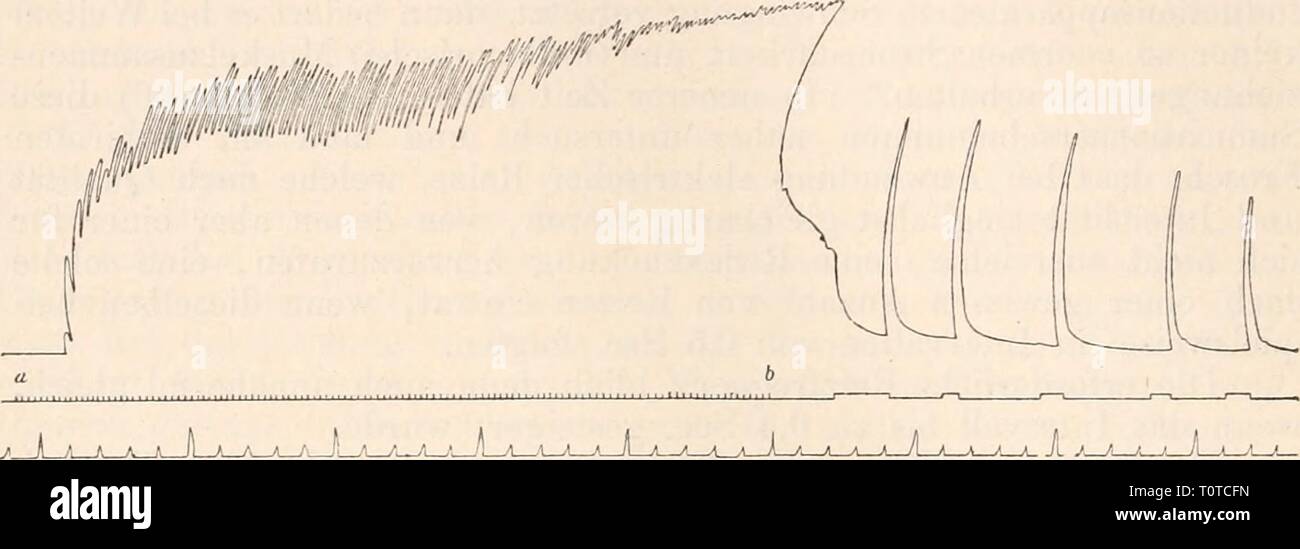 Elektrophysiologie (1895) Elektrophysiologie elektrophysiolog00bied Anno: 1895 534 Die Nerven und ihre physiologische funzione. Erregbarkeitsveränderungen der übertragenden Elemente der grauen Substanz des Lendenmarkes handelt, così waren analoge Erscheinungen der "Bahnung' auch in dem Falle zu erwarten, wenn der modi- ücirende und der Prüfungsreiz nacheinander an den beiden verschie- denen Polen des Reflexcentrums einwirken, così dass im einen Falle die directe Erregbarkeit der motorischen Rückenmarksfasern infolge eines vorhergehenden, durch Reizung des centralen Ischiadicusstumpfes ausgelöste Foto Stock