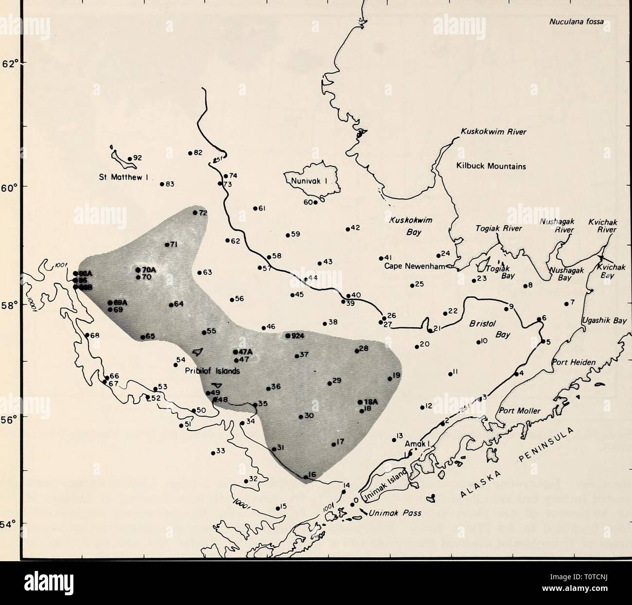La parte orientale del Mare di Bering ripiano la parte orientale del Mare di Bering ripiano : oceanografia e risorse / a cura di Donald W. cofano e John A. Calder easternberingsea00cofano Anno: 1981 1168 biologia bentonici 176° 172' 168° 164° 160° -I- 156° Nuculana fossa figura 66-10. La distribuzione oi Nuculana fossa basate su insiemi prese con grab, tubo dragare, vongola dragare e rete a strascico a divergenti. 66-16 e 66-17). La più grande abbondanza di questa specie si sono verificati in corrispondenza delle stazioni 5, 8, 23 e 28 (figg. 66-16 e 66-17, tabella 66-4). La specie è stata presente al 28 percento delle stazioni campionate da van Veen grab. La maggior biomas Foto Stock