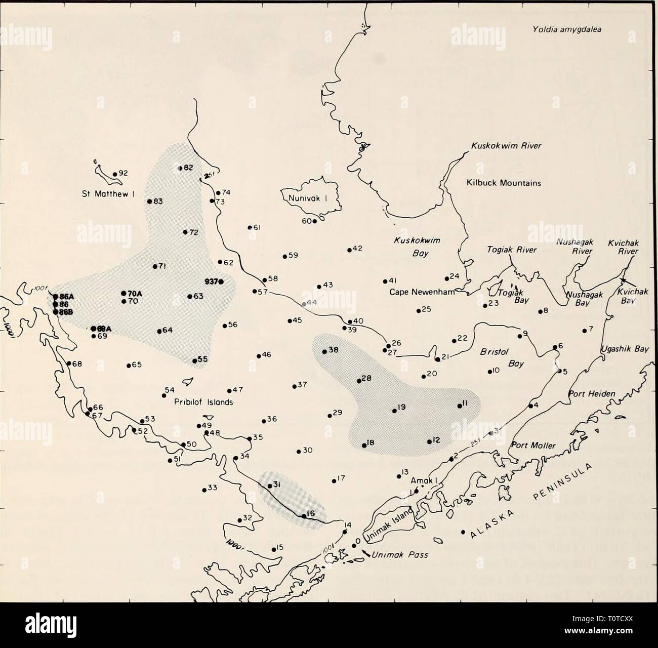 La parte orientale del Mare di Bering ripiano la parte orientale del Mare di Bering ripiano : oceanografia e risorse / a cura di Donald W. cofano e John A. Calder easternberingsea00cofano Anno: 1981 1172 biologia bentonici 176° 172° 168° 164° 160° 156° Yoldia amygdalea 62' 60° 58° 56' 54° Figura 66-12. Distribuzione di Yoldia amygdalea basate su insiemi prese con un grab, tubo dragare, vongola dragare e rete a strascico a divergenti. profondità ridotte fuori della penisola di Alaska e Unimak Island (Figg. 66-2, 66-22, e 66-23). La più grande abbondanza di giovani della specie si sono verificati in corrispondenza delle stazioni 9, 55 e 64 (Tabella 66-4). Spisulapolynyma era asso Foto Stock
