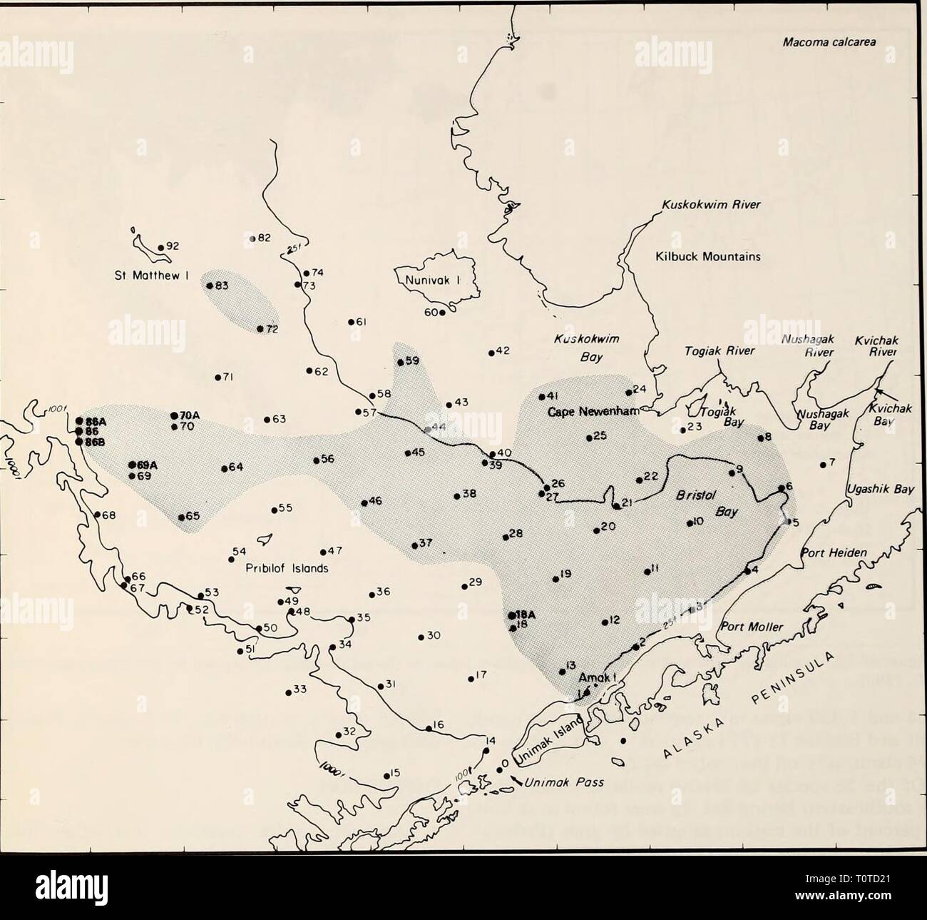 La parte orientale del Mare di Bering ripiano la parte orientale del Mare di Bering ripiano : oceanografia e risorse / a cura di Donald W. cofano e John A. Calder easternberingsea00cofano Anno: 1981 1174 biologia bentonici 176' 172° 168° 164° 160° 156° 62° 60° 58° 56° 54° Macoma calcarea Kvichak Nushagak Togiak Fiume Fiume Fiume CS 9^'' figura 66-14. Reti da traino. Distribuzione di Macoma calcarea basate su insiemi prese con un grab, tubo dragare, vongola dragare e otter sabbia fine e grossolana del limo (Tabella 66-10). Nucula tenuis, N. fossa, e Y. amygdalea sono principalmente gli alimentatori di deposito; M. calcarea e T. lutea può anche funzionare come su Foto Stock