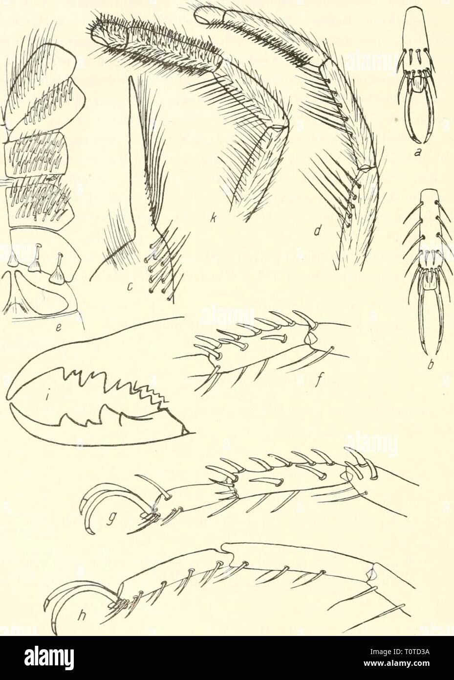 Dr H G Bronn's Klassen Dr. H. G. Bronn's Klassen und Ordnungen des Thier-Reichs : wissenschaftlich dargestellt in Wort und Bild drhgbronnsklasse544bron Anno: [1892- ] 554 Solifuga oder Walzenspinnen. bestanden, Coxa der Pedipalpen und des 4. Beines frei davon und nur behaart; Sternithälften des Genitalsegnientes des $ (siehe Abb. 324, una) - Beine des &lt;$ und $ gleichartig ausgebildet und bedornt: 1. Bein völlig unbewehrt und Abb. 319. Eremorhax magnus (Hancock): a = 2. oder 3. Tarso mit ventraler essere- dornung; 6 = 4. Tarso mit ventraler Bedornung; c = dito unbeweglicher der linken che Foto Stock