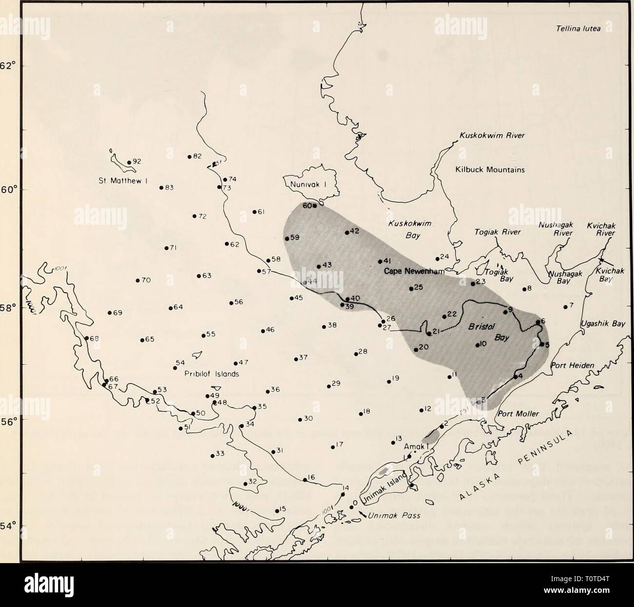 La parte orientale del Mare di Bering ripiano la parte orientale del Mare di Bering ripiano : oceanografia e risorse / a cura di Donald W. cofano e John A. Calder easternberingsea00cofano Anno: 1981 1176 biologia bentonici 176° 172° 168° 164° 160° 156° Tellina lutea ^ V^^^ mi figura 66-16. Distribuzione di Tellina lutea basate su insiemi prese con un grab, tubo dragare, vongola dragare e rete a strascico a divergenti. polpa di granchio, granchio reale e tonno albacora suola che si nutrono di infauna vi (Feder et al. 1978b; Feder et al. 1980; Feder e Jewett 1980; Pereyra et al. 1976; Otto, capitolo 61, questo volume). Molluschi età e la crescita Neiman (1964) esaminato th Foto Stock