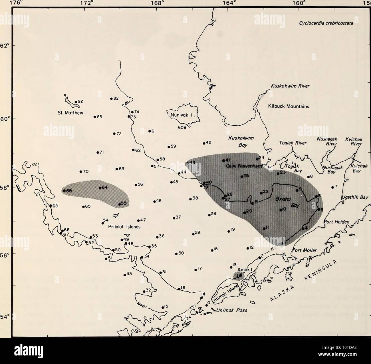 La parte orientale del Mare di Bering ripiano la parte orientale del Mare di Bering ripiano : oceanografia e risorse / a cura di Donald W. cofano e John A. Calder easternberingsea00cofano Anno: 1981 1180 biologia bentonici 156° Q&GT; .^^^ Figura 66-20. Distribuzione di Cyclocardia crebricostata basate su insiemi prese con un grab, tubo dragare, vongola dragare e rete a strascico a divergenti. 8-13 anni (Tabelle 66-12 a 66-15). L'età composi- zione di una specie a diverse stazioni è stato variabile. Inoltre, nelle stazioni in cui una specie è stata abun- dant, ci sono stati diversi anno-classi piuttosto che un gran numero di nuove reclute. L'età compo Foto Stock