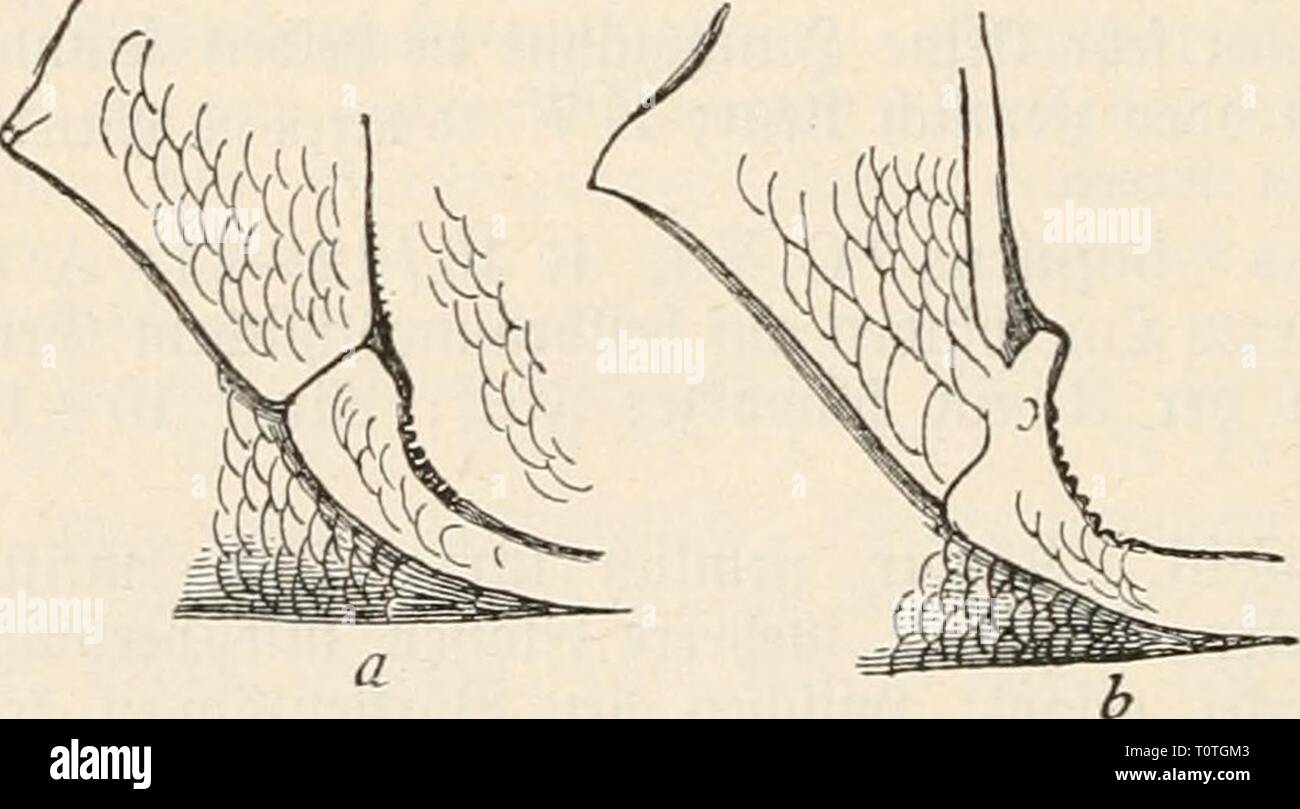 Dr Johannes Leunis sinossi der Dr. Johannes Leunis sinossi der thierkunde. Ein handbuch für Höhere lehranstalten und für alle, welche sich wissenschaftlich mit der naturgeschichte der thiere beschäftigen wollen drjohannesleun01leun Anno: 1883-86 664 äoologte ober Sfiaturgcfc^tc^te essere§ Jfiterreicf)". §. 481. Anthias sacer') il beato R 10-11/15; un 3/7; britter @ta(^el ber R unb B fe^r öerlängert; S gegabelt, nerlängevt; rot^; am Äo^jfe mit gelben brei treifett; un ben ®eiten beö §interfo|)feö jtDct bräuntid^grüne (Streifen nnb eine Steige eben= fotcf)cr gteden un ber ber SSurjel R; !i*änge 25*^11 Foto Stock