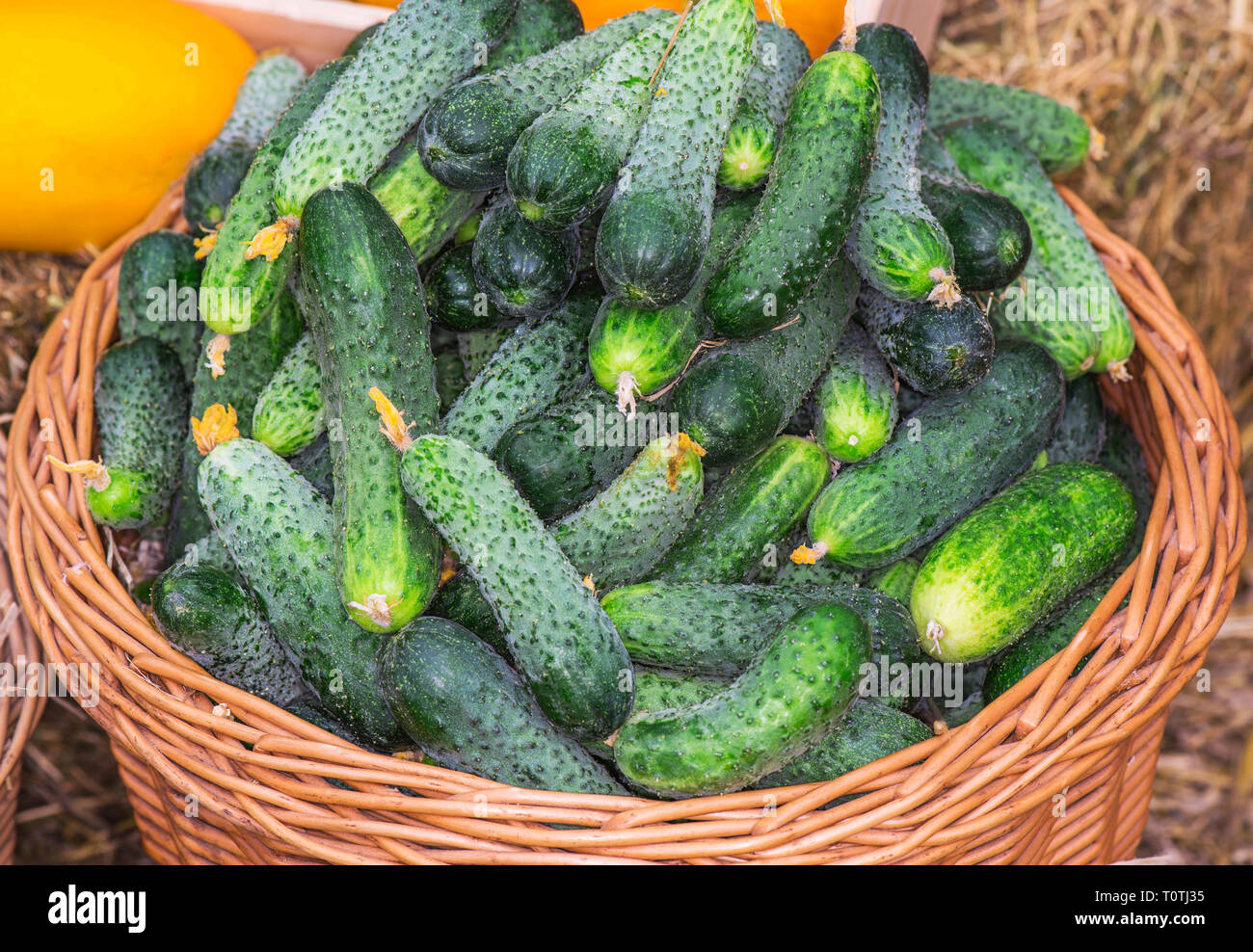 Cestello con cetrioli. Questi ortaggi vengono coltivati da parte di un agricoltore in conformità con i requisiti dell'agricoltura biologica. Foto Stock