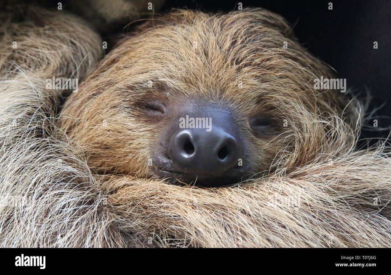 Vista ravvicinata di un due dita bradipo (Choloepus didactylus) Foto Stock