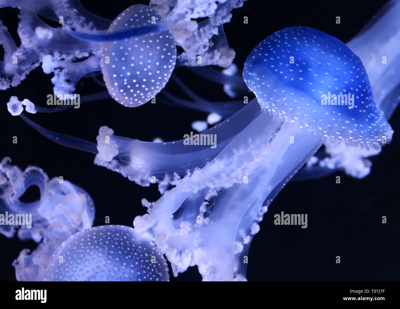 Vista ravvicinata di un australiano spotted medusa (Phyllorhiza punctata) Foto Stock