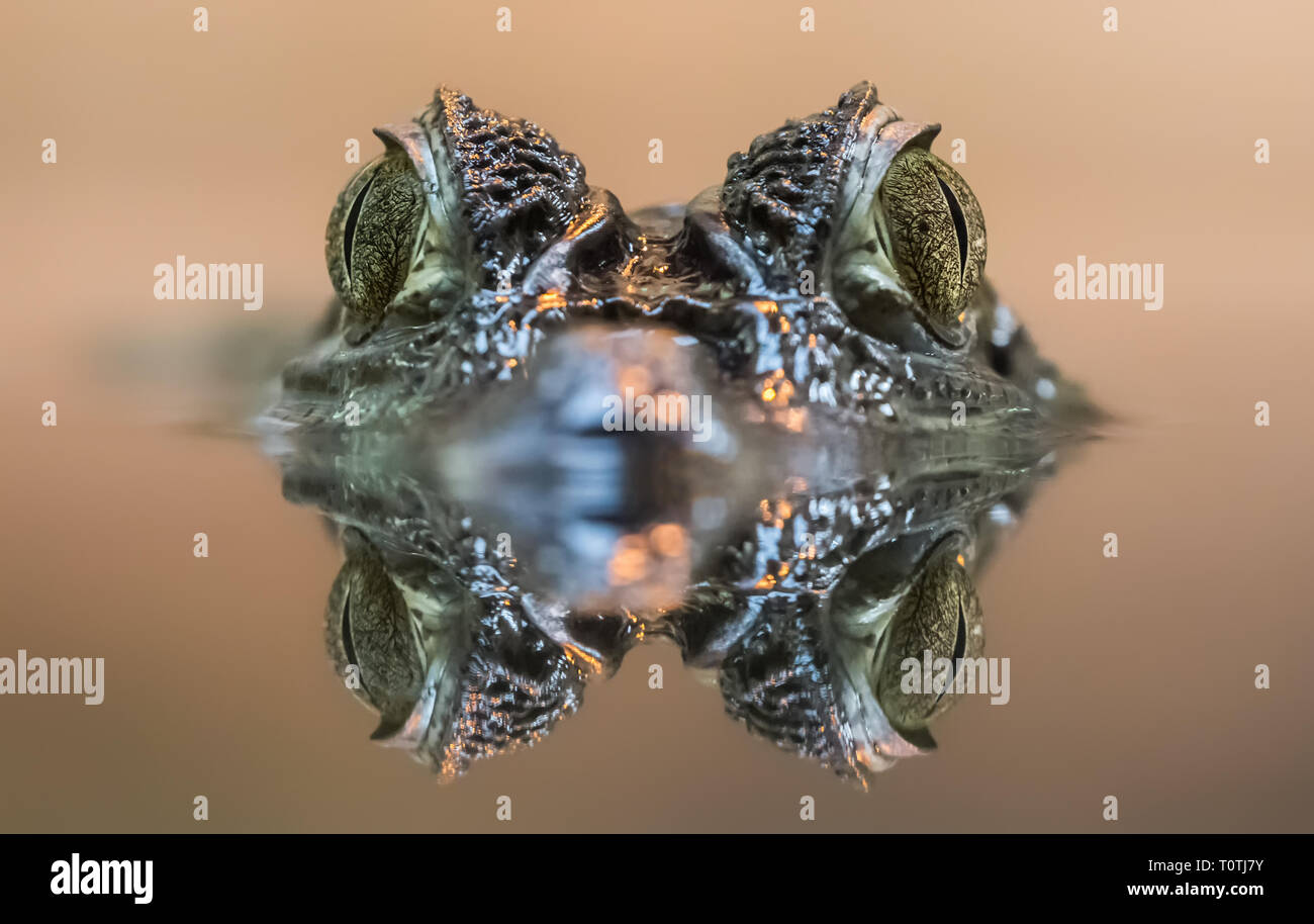 Vista frontale di un caimano dagli occhiali (Caiman crocodilus) Foto Stock