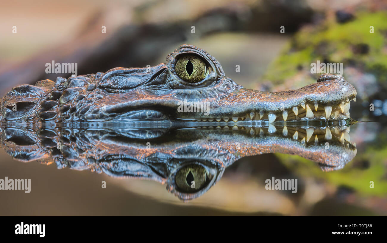 Vista ravvicinata di un caimano dagli occhiali (Caiman crocodilus) Foto Stock
