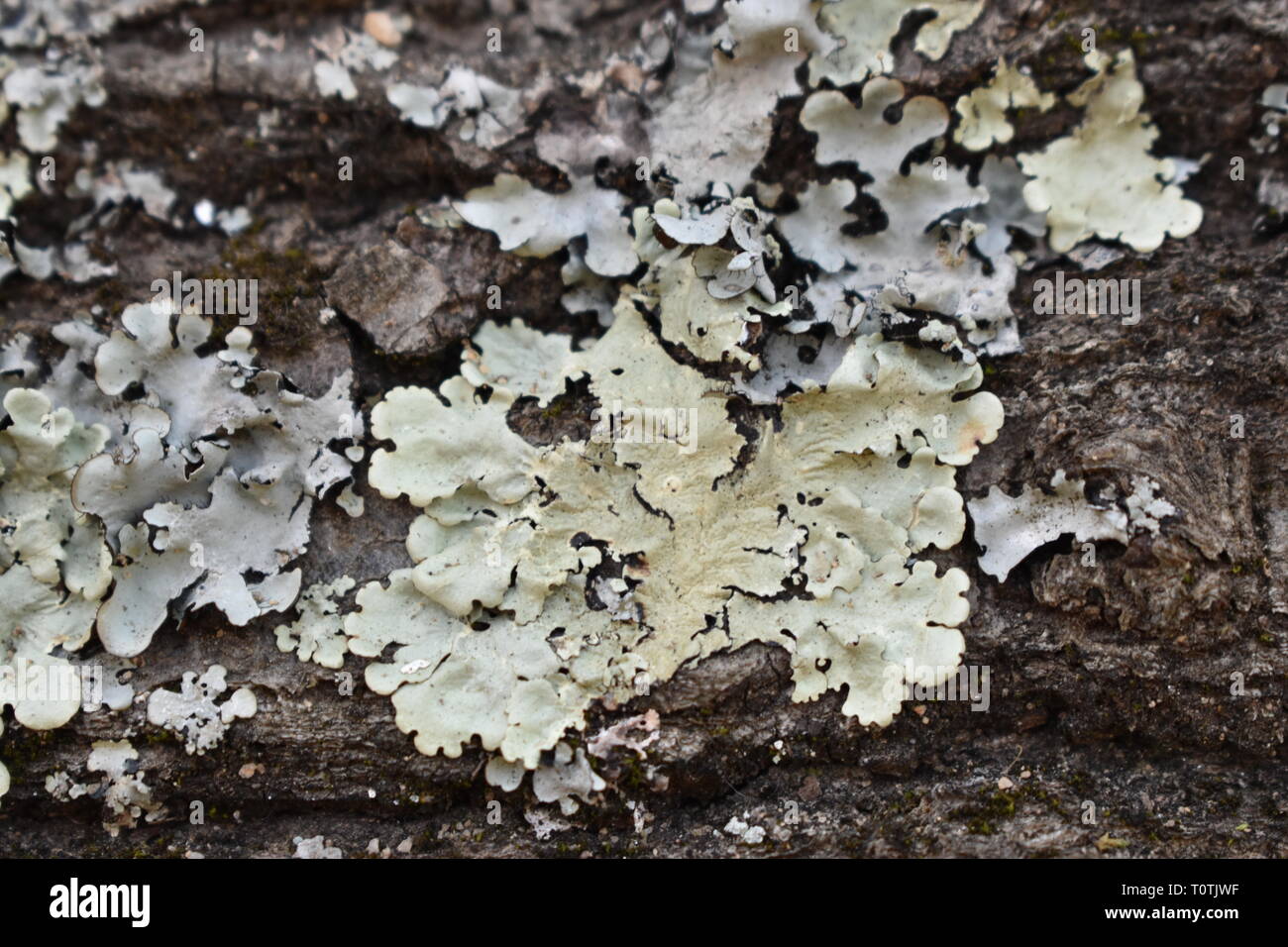 Un'immagine ravvicinata di licheni sulle cortecce di legno. Foto Stock