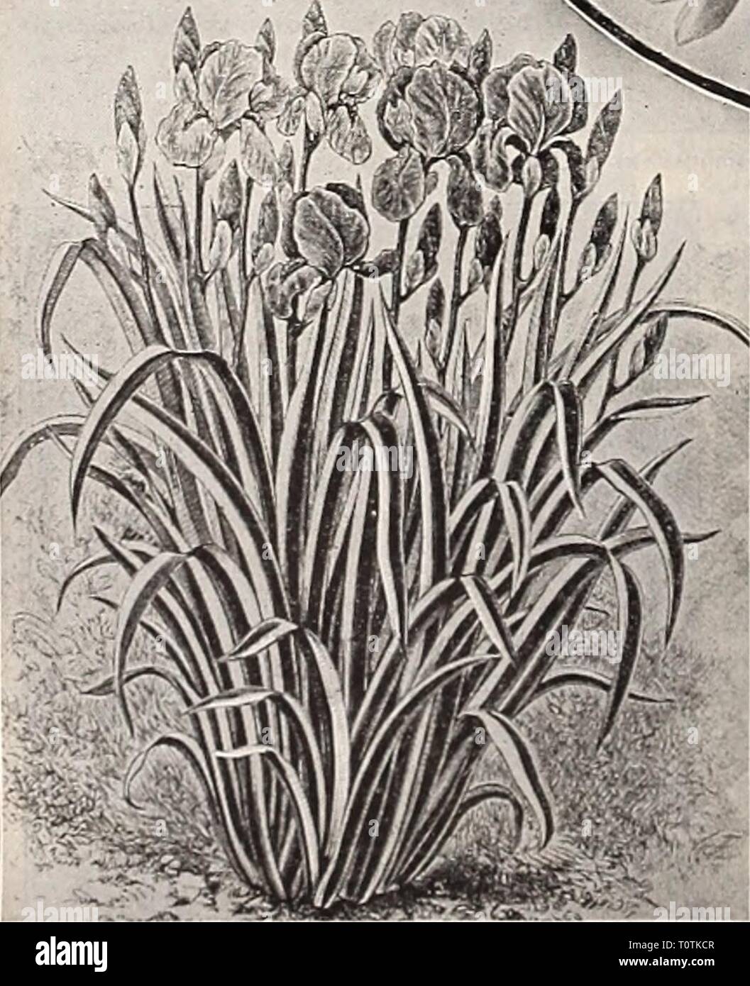 Dreer's 1909 giardino prenotare (1909) Dreer's 1909 giardino prenota dreers1909giardino1909henr Anno: 1909 176 -HENRTADRBR PHILADELPHIA - PA MEW"" PLAMTS RARE DUE HELENIUMS bello. (Starnuto-mosto ) Riverton Gem. Una varietà che ha origine nei nostri motivi di prova. Di forte crescita, 2} a 3 piedi alto. Coperto dalla metà di au- folata fino alla fine di ottobre con fiori brillanti che, onopeiing, sono vecchio gold soffusa con bright terracotta, cambiando come loro maturo per una violaciocca-rosso. Una prima classe di novità. Riverton bellezza. Un'altra varietà che ha avuto origine con noi e che è del tutto distinto, il fiore Foto Stock