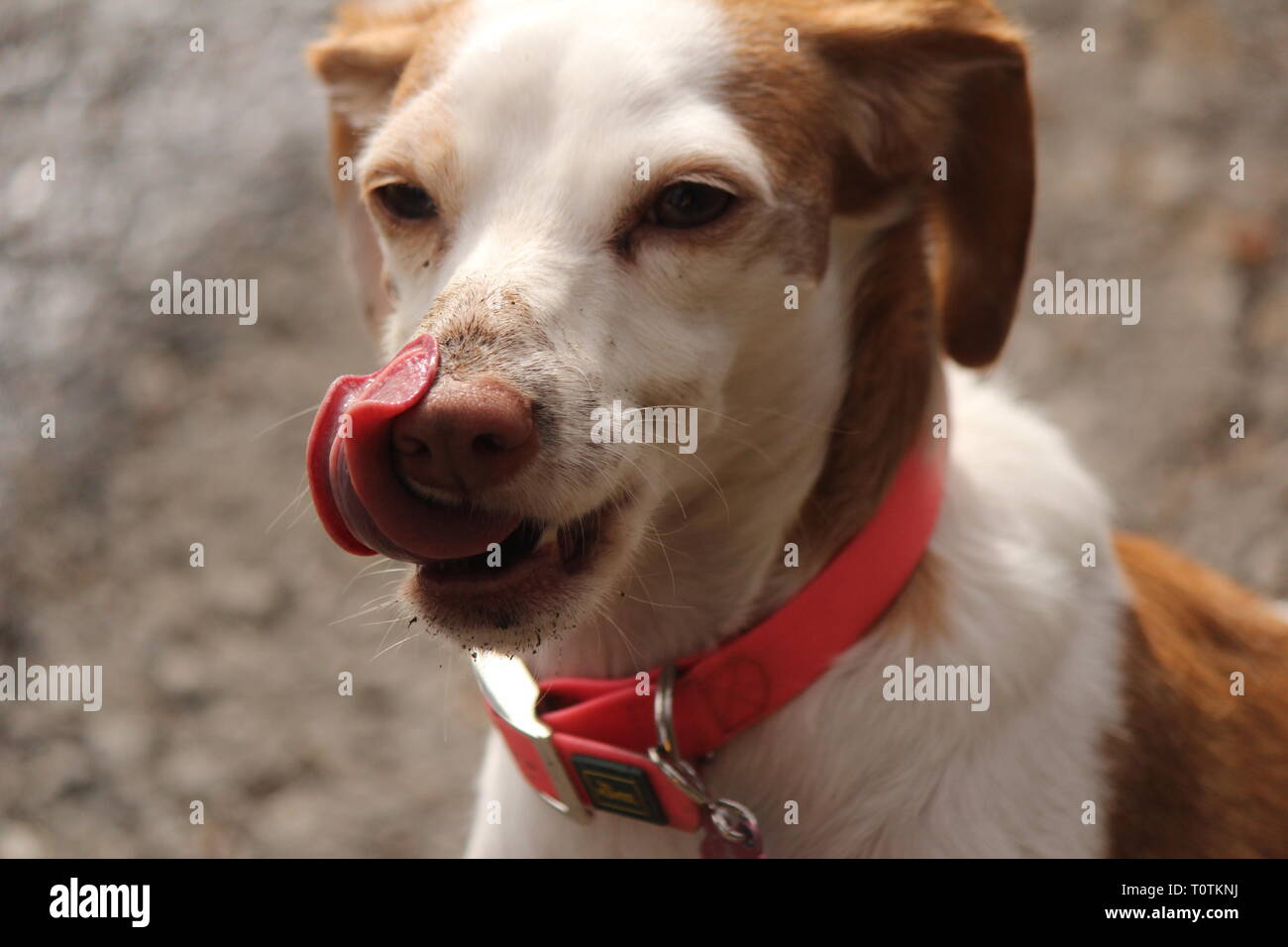 Ritratto del cane Foto Stock