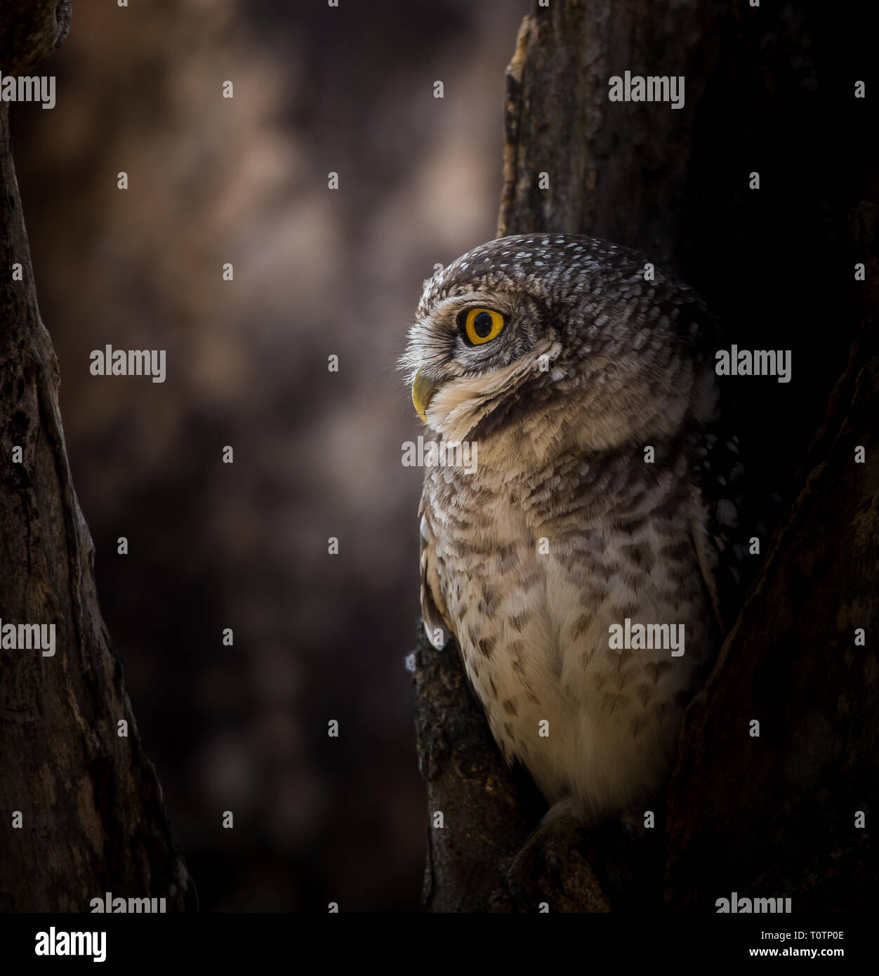 Spotted owlet ( Athene brama ) nel foro sull'albero. Foto Stock