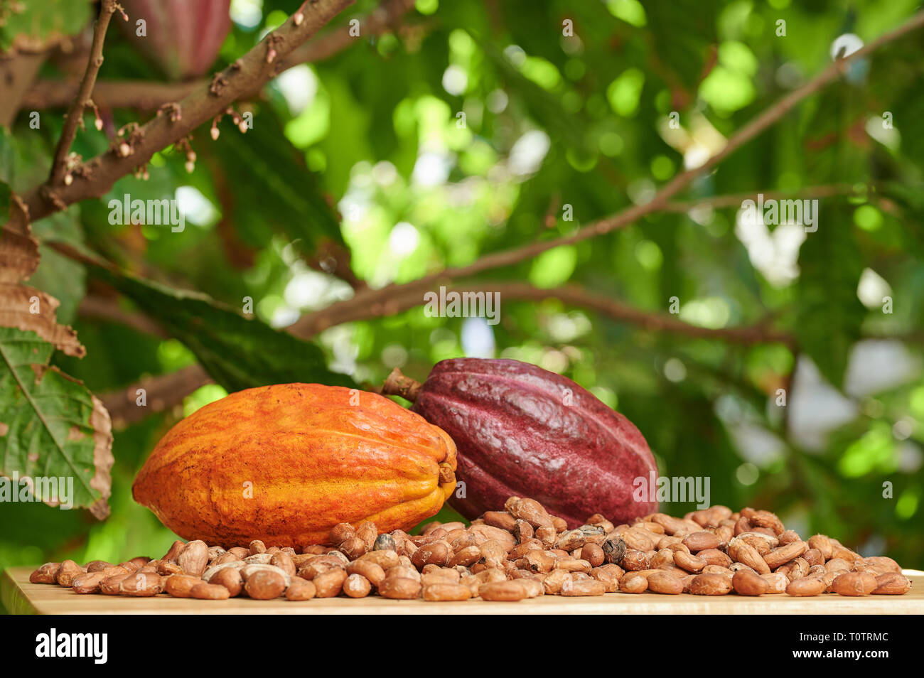 Vista macro di cacao frutta e fagioli verdi su sfondo ad albero Foto Stock