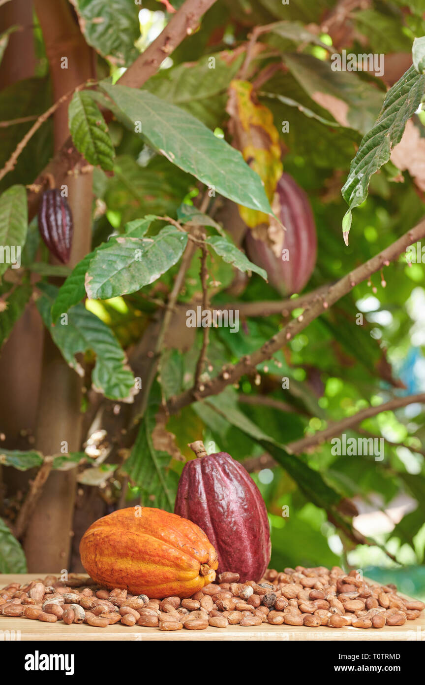 Colorate baccelli di cacao su albero clsoe sfondo la vista Foto Stock