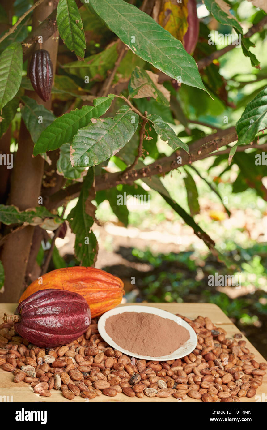 La produzione del cioccolato tema. Raccolto di cacao naturale Foto Stock