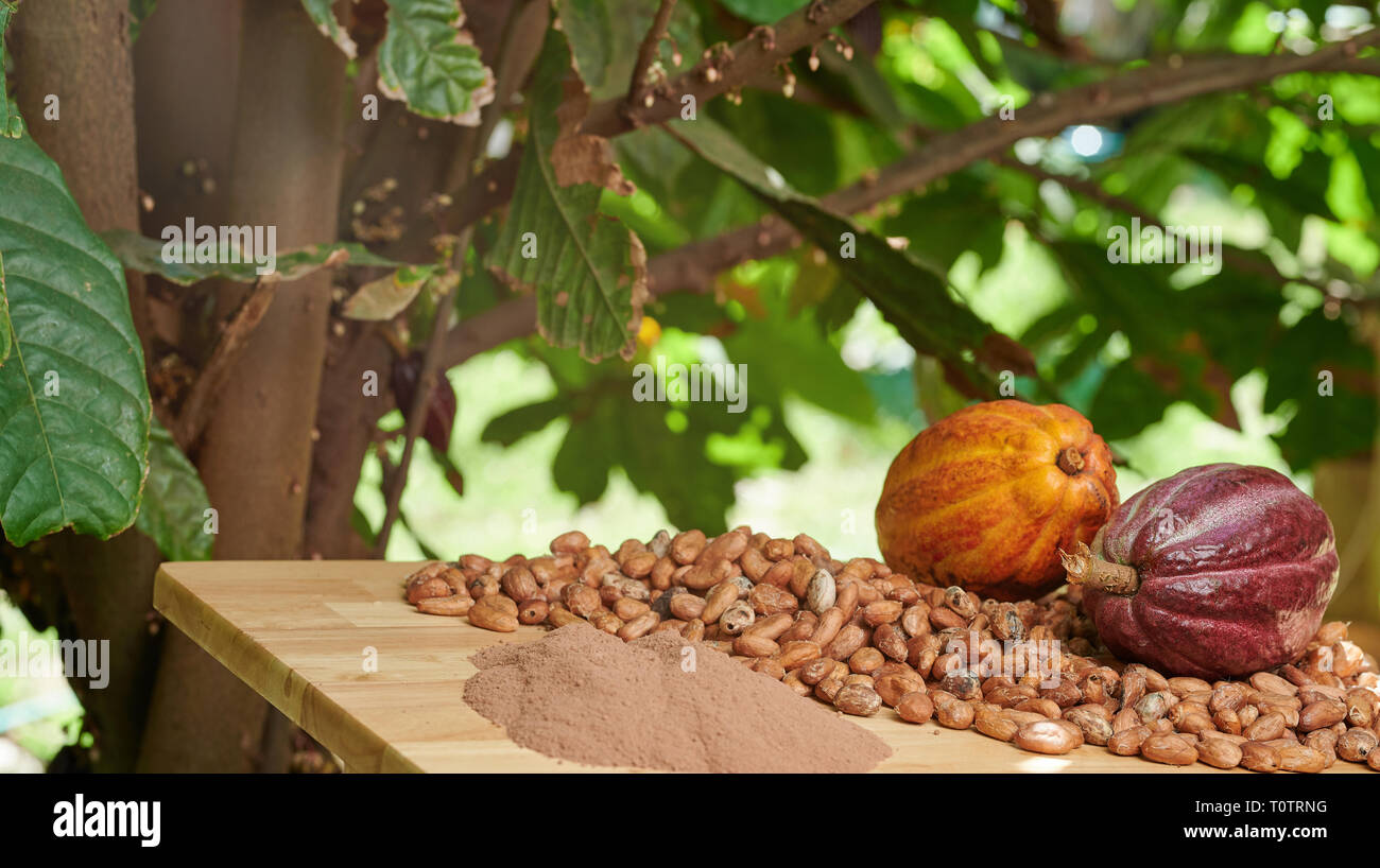 Chiusura del raccolto di cacao Cialde e semi sul tavolo di legno Foto Stock