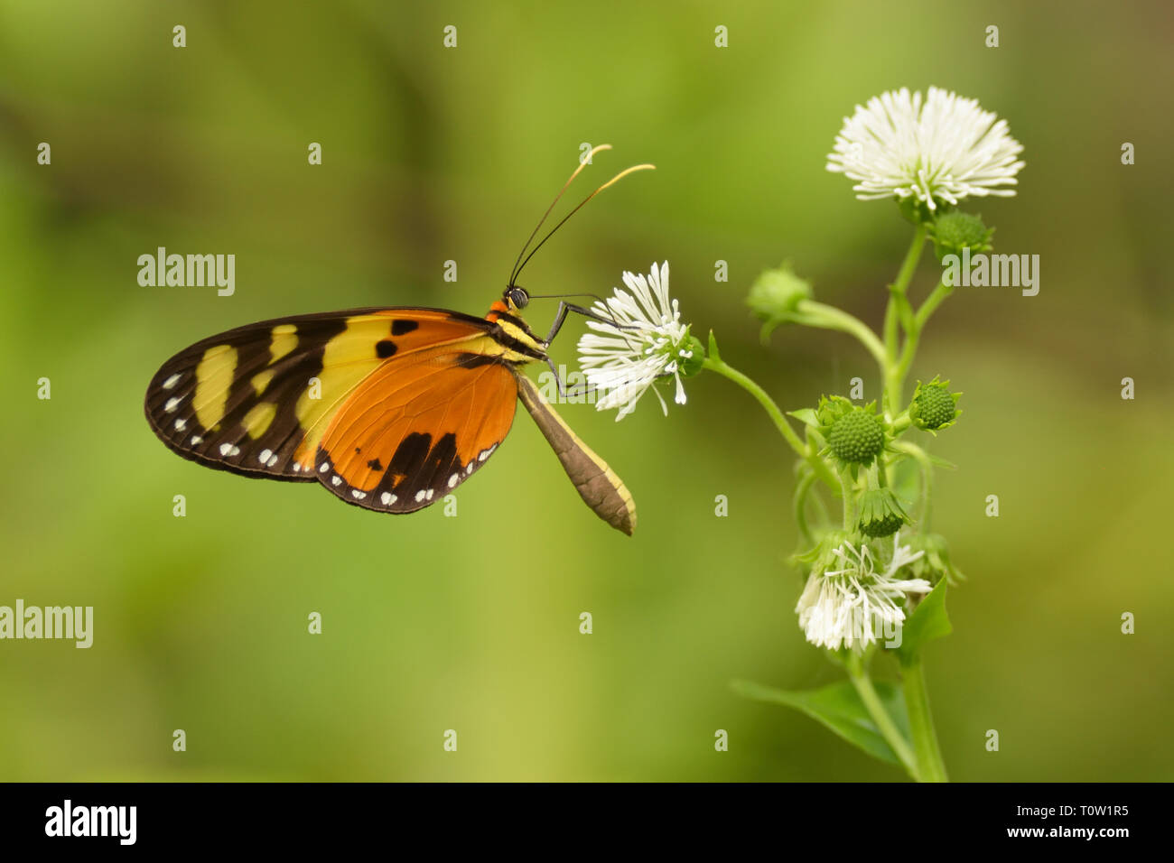 Amazon rainforest butterflies immagini e fotografie stock ad alta  risoluzione - Alamy