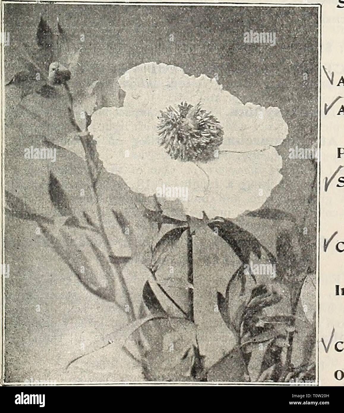Dreer's garden prenota 1906 Dreer's garden prenota : 1906 dreersgardenbook1906henr Anno: 1906 ROMNF.VA COULTERI. RuDBECKiA PuRPUKii. (Purplu cono-fiore). V Nitlda, o Autunno Qlory. Grandi pale-fiori gialli dur- ing agosto e settembre; 5 piedi alto. Purpurea (Gigante Coneflowc viola-r). I fiori di circa 4 cm di diametro, di un peculiare Viola rossastro, con un notevolmente grande a forma di cono centie di marrone, fittamente impostato con golden tips in linee a spirale; forme folte piante da 2 a 3 metri di altezza e fiorisce da luglio a ottobre. (Vedere taglio.) Sub=ToinentOsa. Una forma piramidale, densamente ramificato impianto, 24 piedi alto, Foto Stock