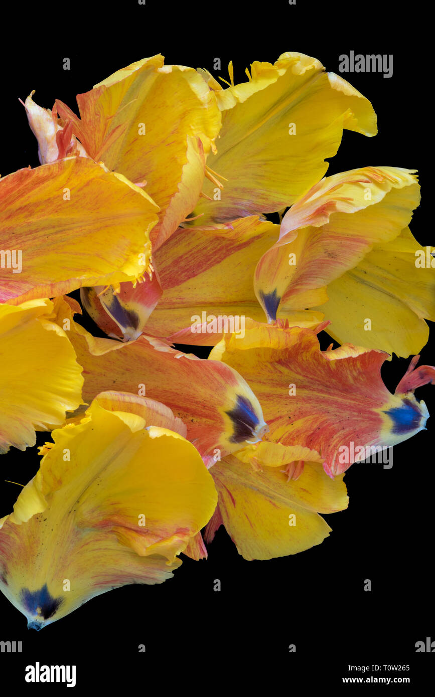 Luminose colorate fotografia macro di un insieme di petali di un giallo rosso parrot tulip blossom su sfondo nero Foto Stock