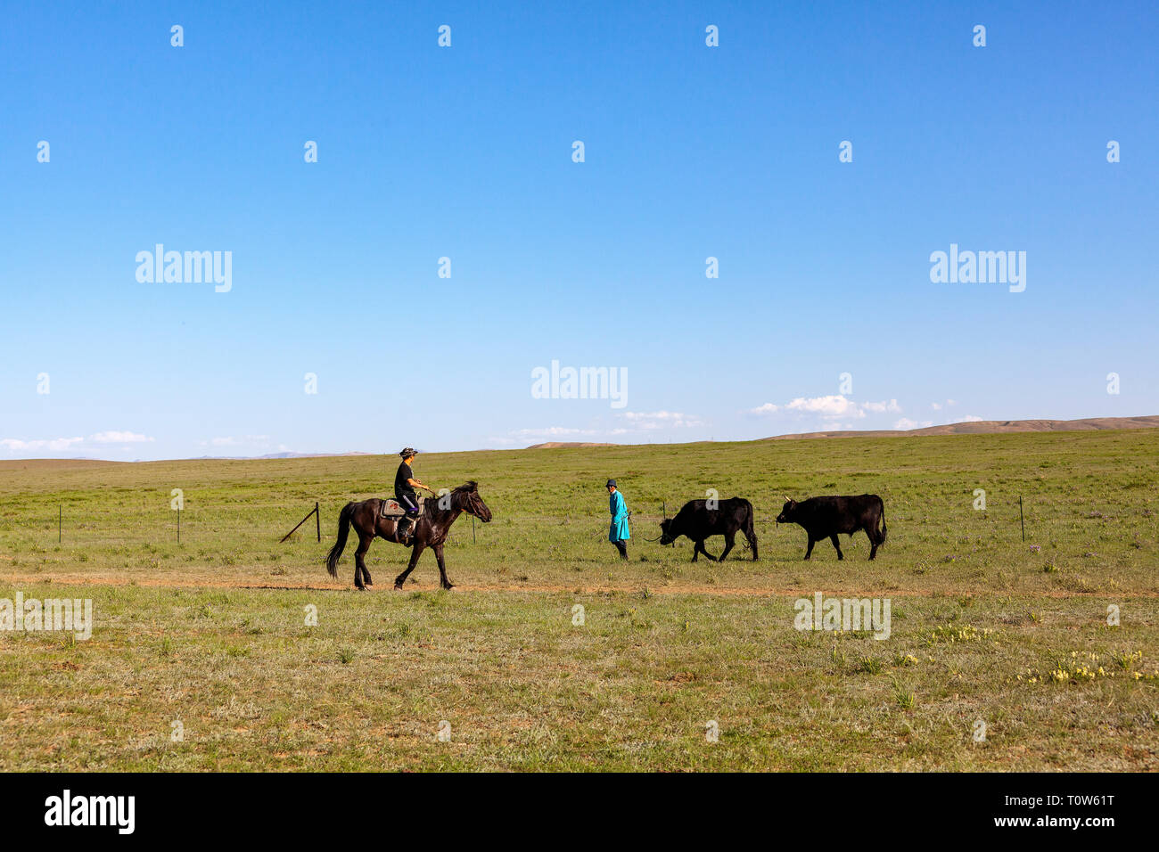 Bovini di herder e cavallo pilota al Gegentala praterie a nord di Hohhot nella Mongolia Interna, Cina. Foto Stock