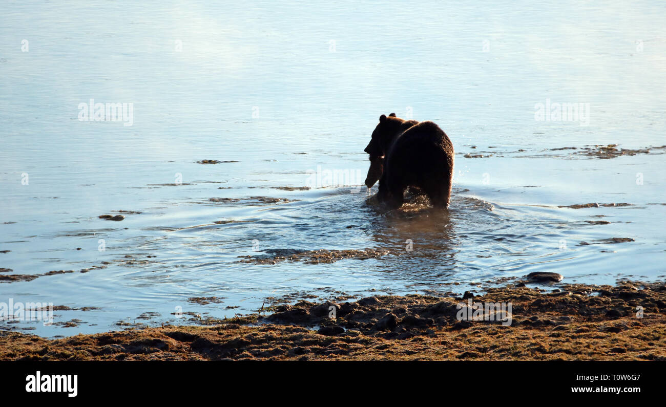 Orso grizzly con elk fawn carcassa nella sua bocca il nuoto attraverso il fiume Yellowstone nel Parco Nazionale di Yellowstone in Wyoming negli Stati Uniti Foto Stock