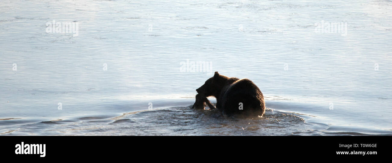 Orso grizzly con elk fawn carcassa nella sua bocca il nuoto attraverso il fiume Yellowstone nel Parco Nazionale di Yellowstone in Wyoming negli Stati Uniti Foto Stock