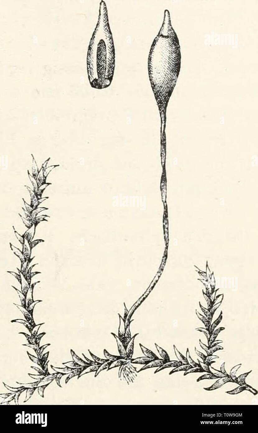 Dr L Rabenhorst's Kryptogamen-Flora von Dr. L. Rabenhorst's Kryptogamen-Flora von Deutschland, Oesterreich und der Schweiz drlrabenhorstskr0402rabe Anno: 1895 737 hurtigen Brutkörpern. Hauptstengel kriechend, spärlich wur- zelnd; Aeste aufrecht, im Mittel 5 mm lang, meist einfach, Brut- körper kurzgestielt, schmal länglich, mit 2 oder 3 Quer- Fig. 339. Foto Stock