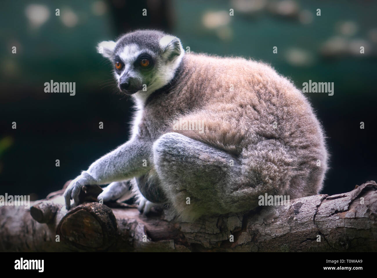 Lemuri in pioggia gli alberi della foresta del Madagascar. Lemuri intervallo di peso da 30 g a 9 kg. La maggior parte di loro mangiare un sacco di frutta e foglie e alcune specie solo mangiare Foto Stock
