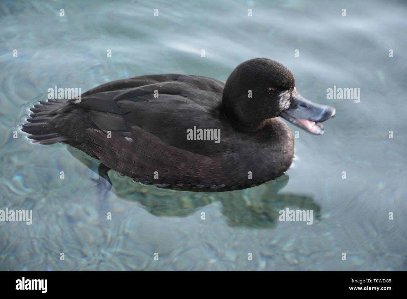 Nuova Zelanda scaup o un black teal, femmina adulta nuotare in un lago. Foto Stock