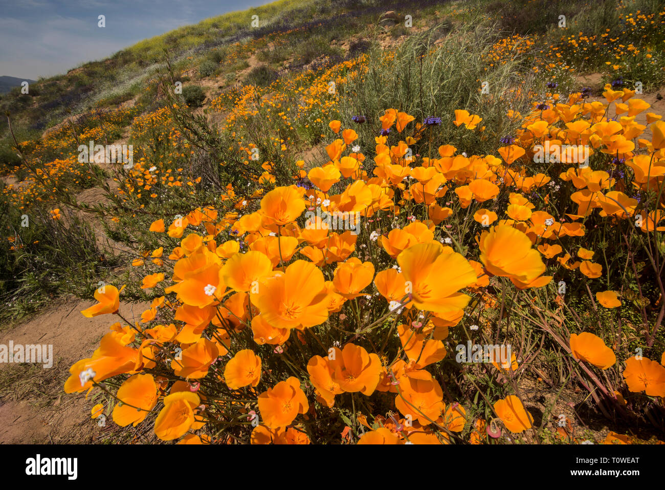 Super Bloom di papaveri e altri fiori selvatici al Lago di Elsinore, CALIFORNIA, STATI UNITI D'AMERICA Marzo, 2019 Foto Stock