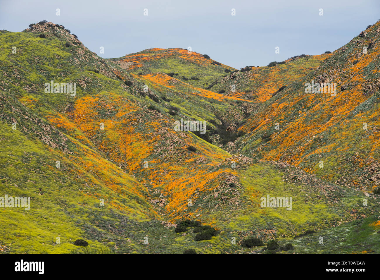 Super Bloom di papaveri e altri fiori selvatici al Lago di Elsinore, CALIFORNIA, STATI UNITI D'AMERICA Marzo, 2019 Foto Stock