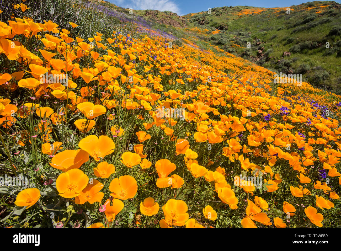 Super Bloom di papaveri e altri fiori selvatici al Lago di Elsinore, CALIFORNIA, STATI UNITI D'AMERICA Marzo, 2019 Foto Stock