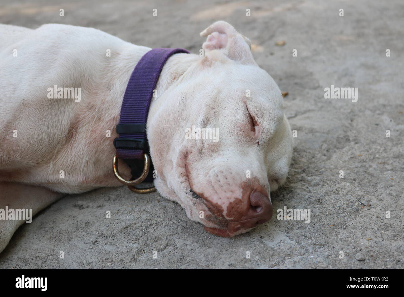 Closeup ritratto di un sonno di pitbull bianco con un collare viola Foto Stock