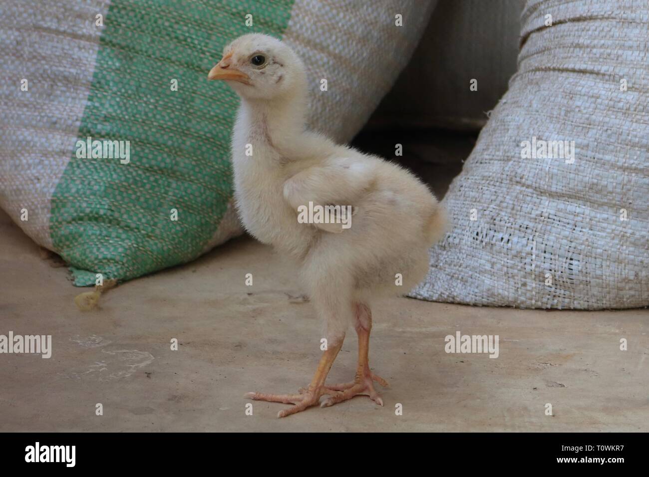 Ritratto di un giovane giallo feroce cercando pulcino di fronte sacchi del caffè in grani Foto Stock