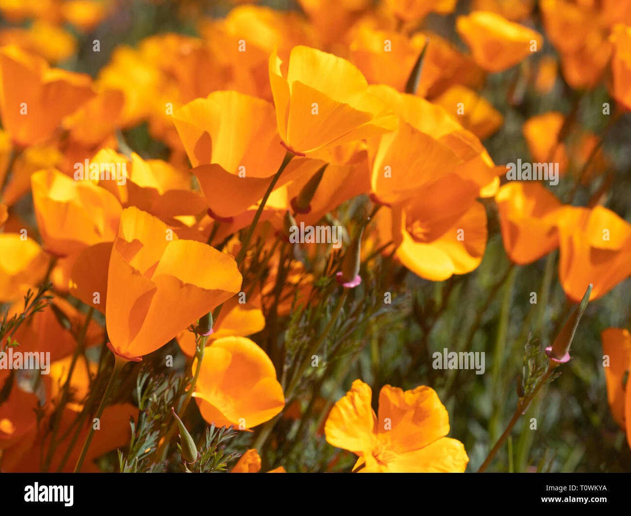 California papaveri paesaggio durante il 2019 Super Bloom. Foto Stock