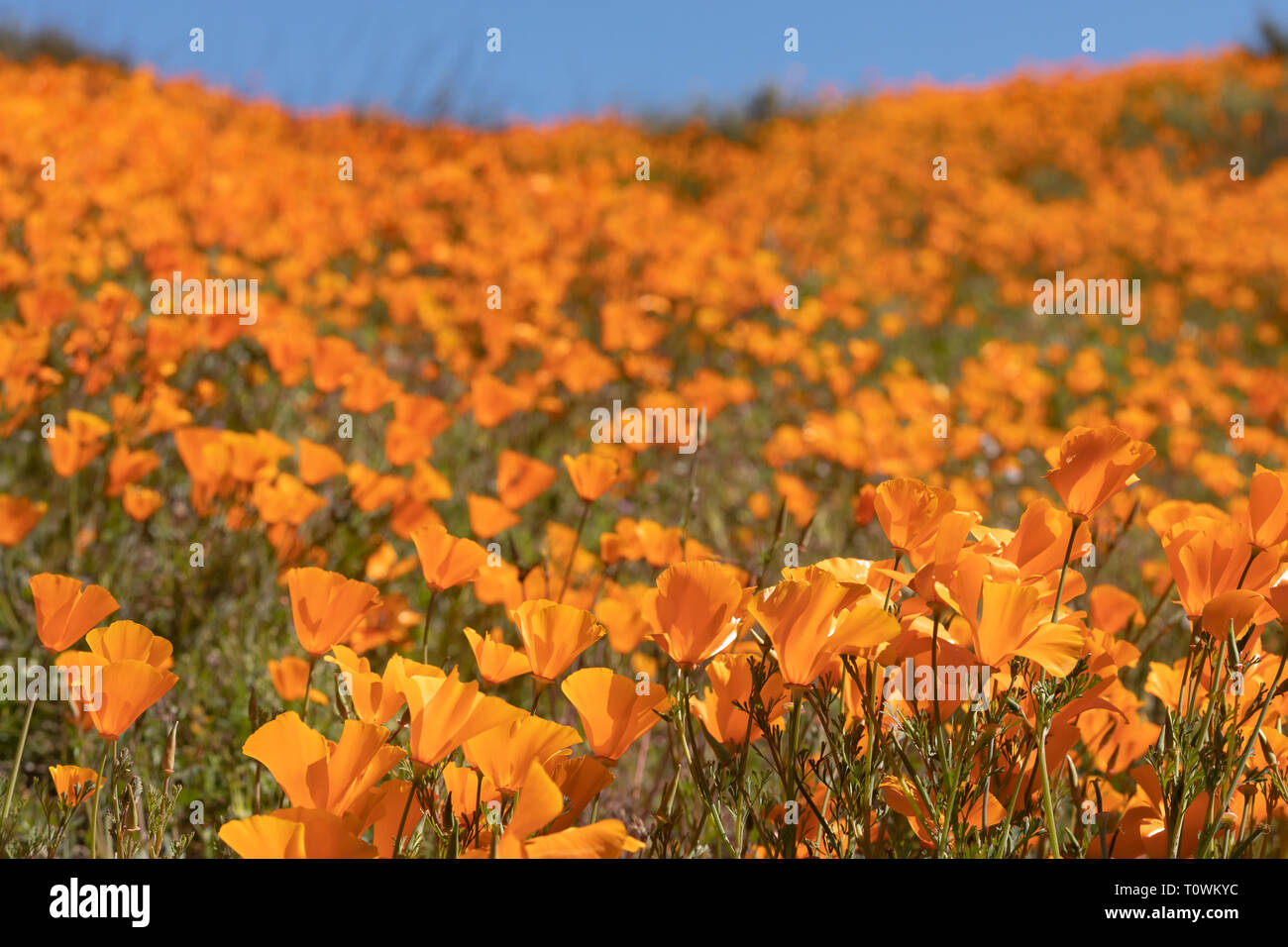 California papaveri paesaggio durante il 2019 Super Bloom. Foto Stock