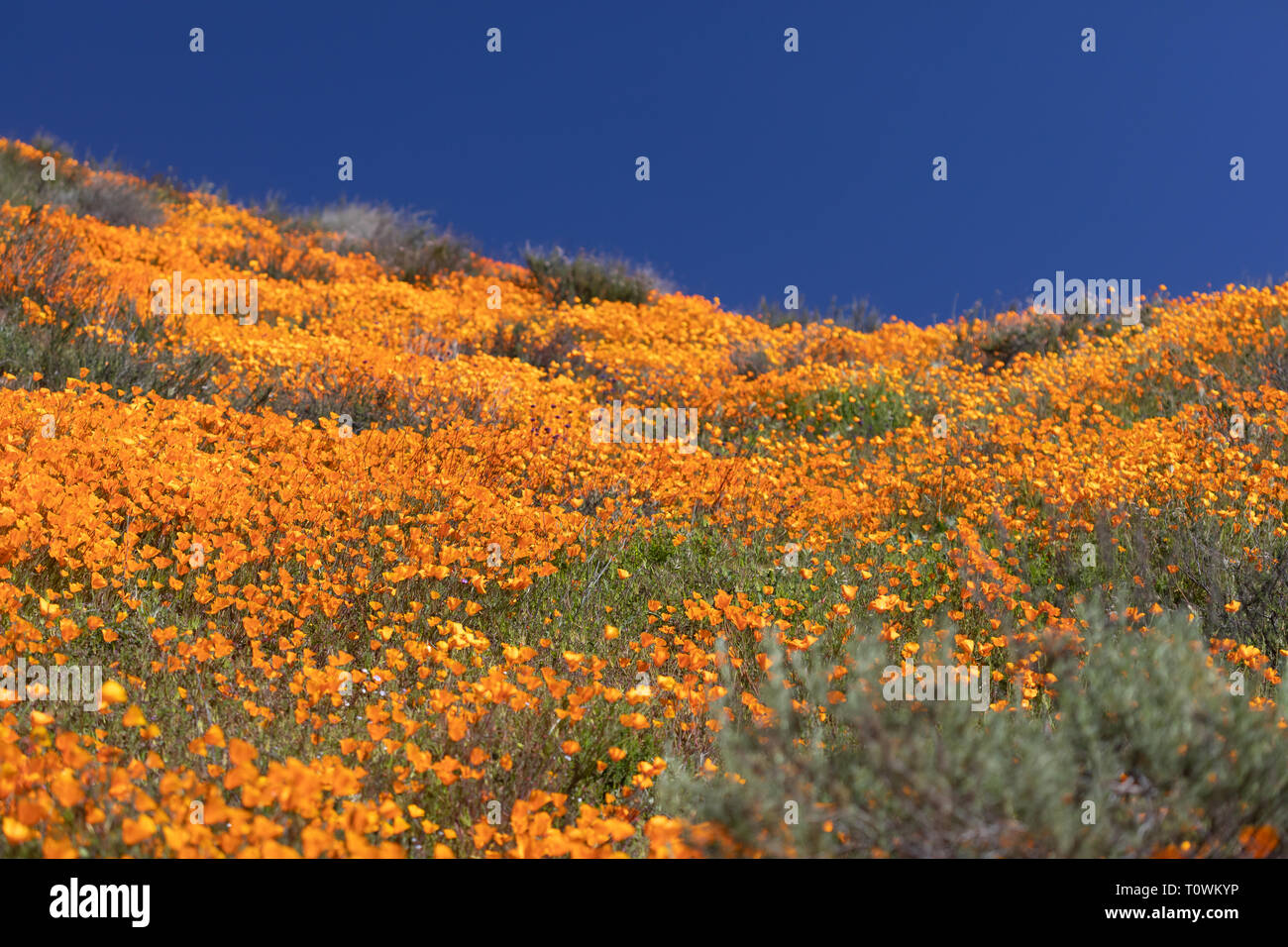California papaveri paesaggio durante il 2019 Super Bloom. Foto Stock