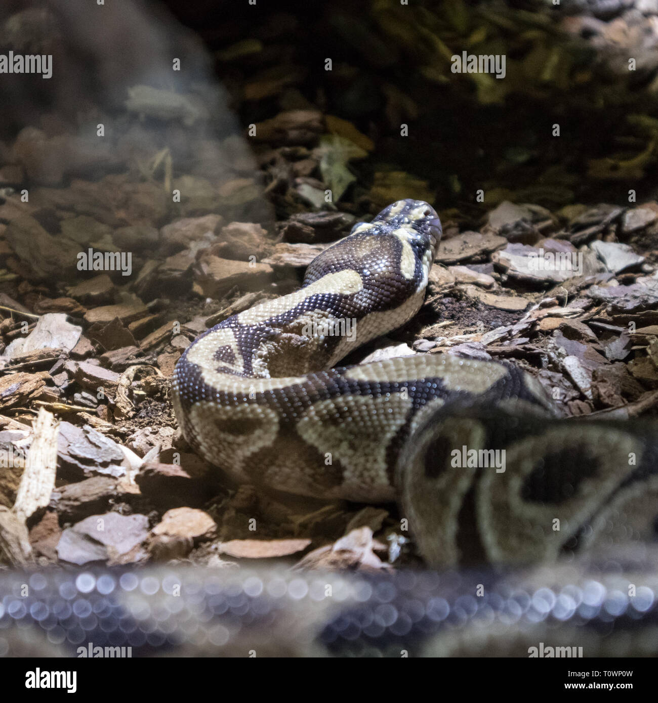 La palla Python Python regius, noto anche come il royal python Foto Stock