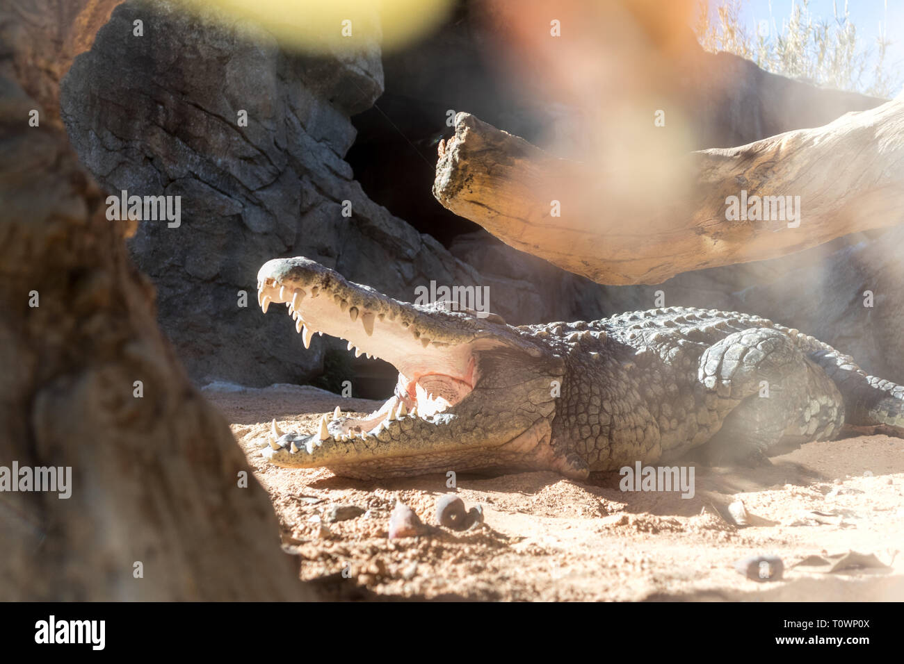 Close up scary alligator con bocca aperta. Foto Stock