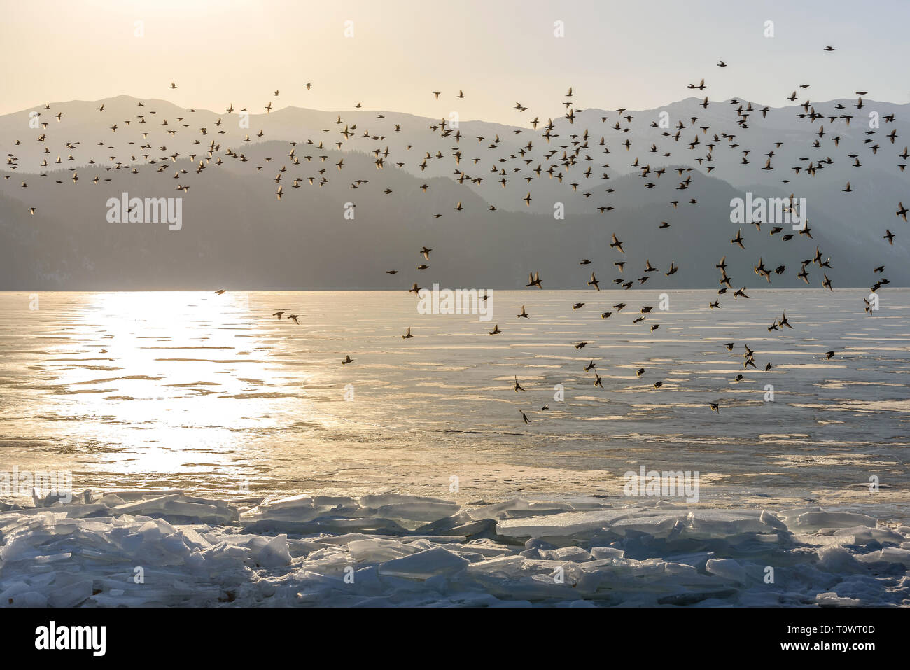 Uno stormo di uccelli waxwing vola sopra il ghiaccio di un lago ghiacciato contro lo sfondo delle montagne all'alba. Lago Teletskoye, Altai, Russia Foto Stock