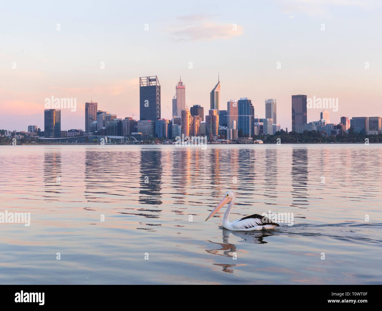 Pellicano australiano (Pelecanus conspicillatus) sul Fiume Swan Foto Stock